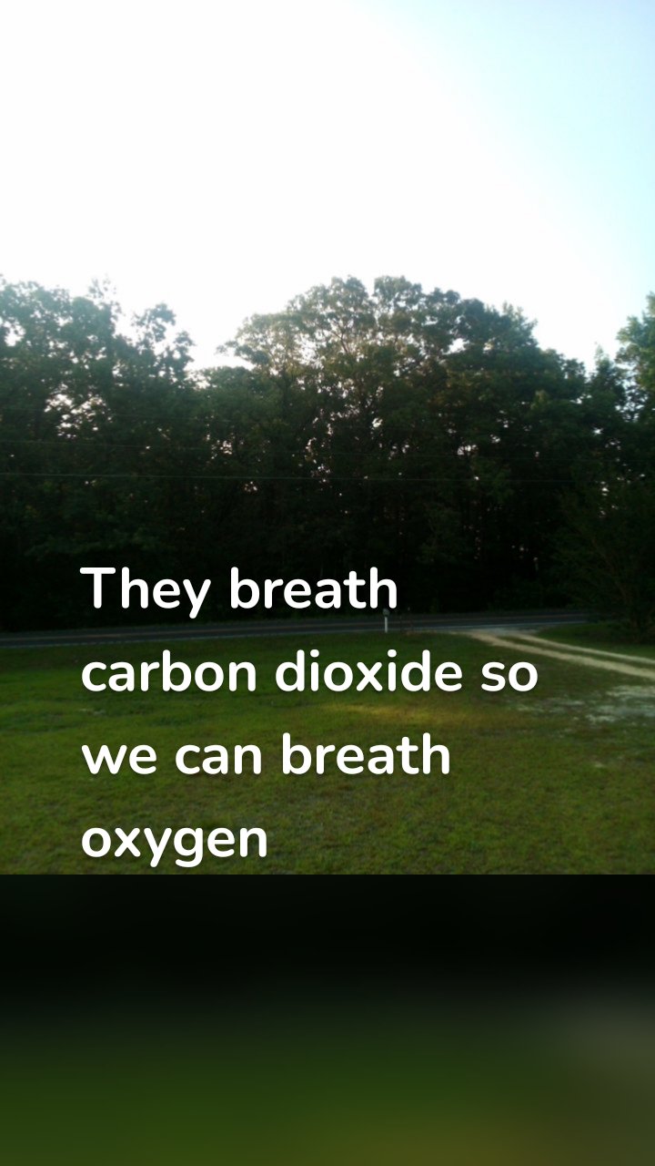 They breath carbon dioxide so we can breath oxygen 